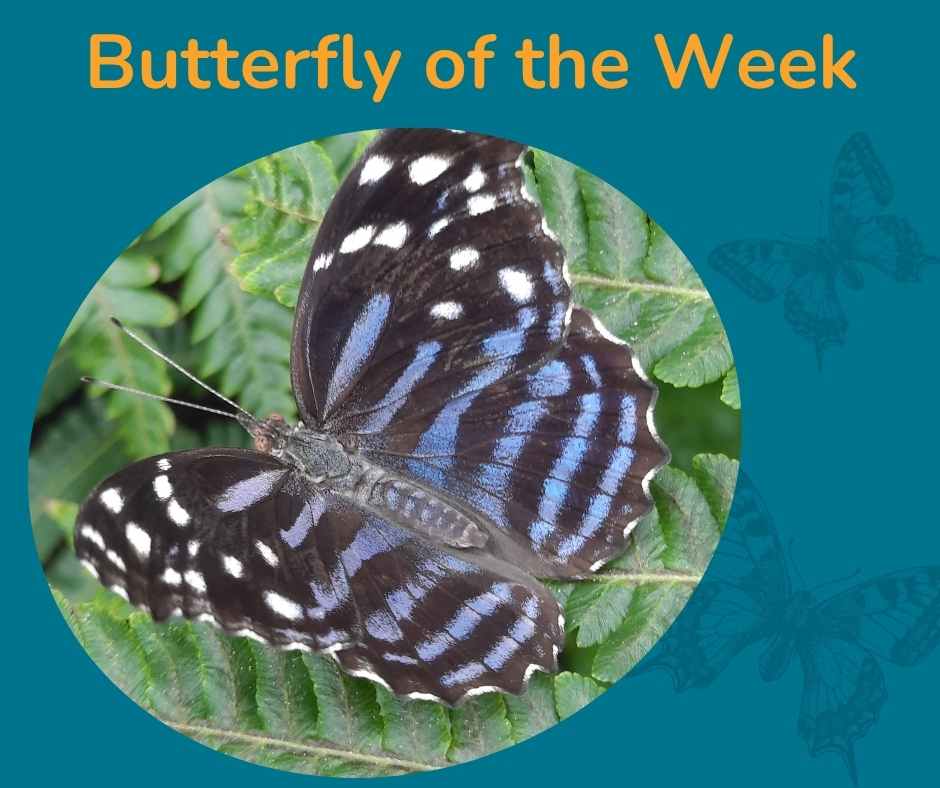 Missoula - Butterfly of the Week by Rob Taylor, Lead Horticulturist Roy ...