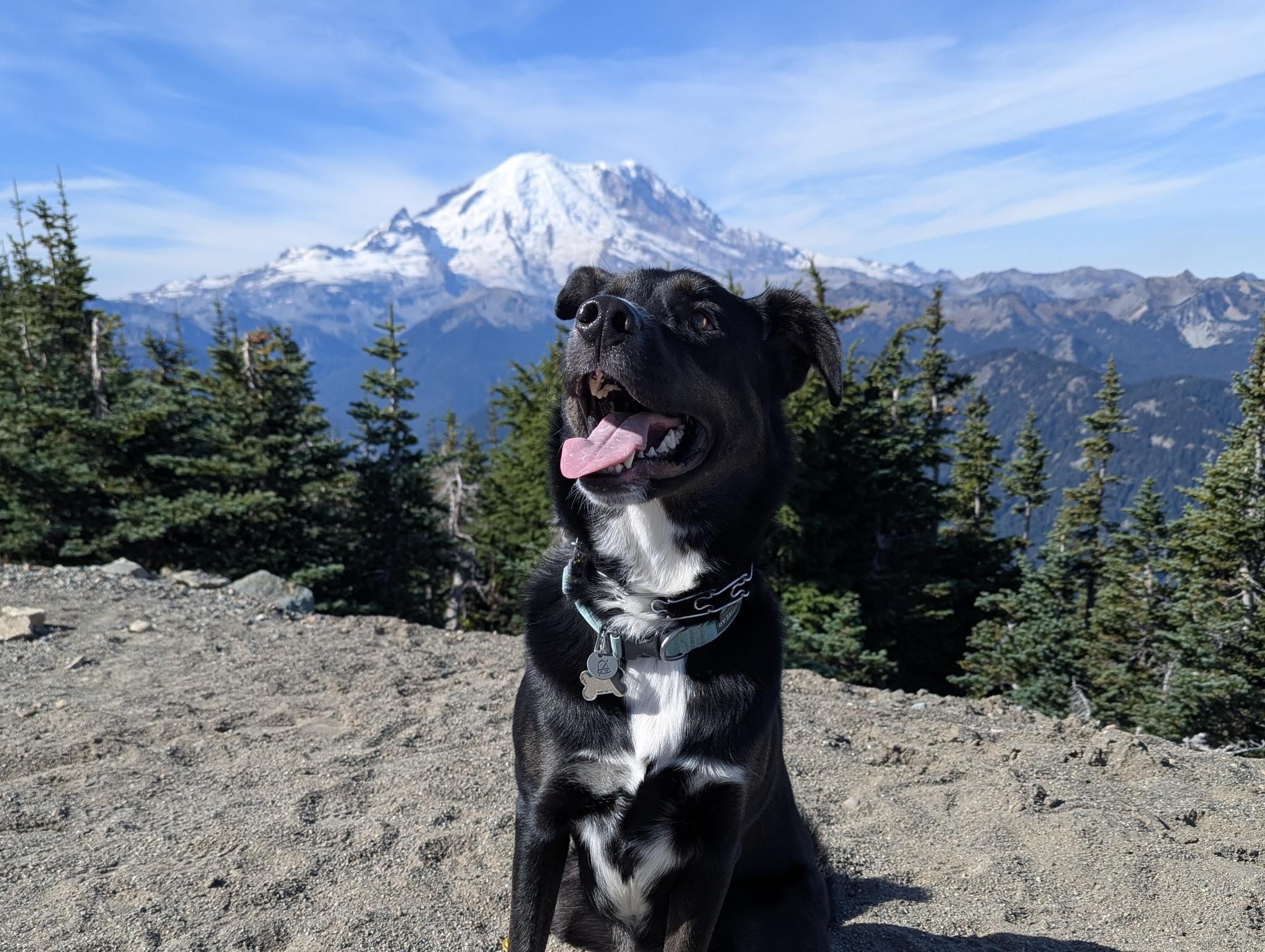 Connie's Canine Rescue | Madison AL