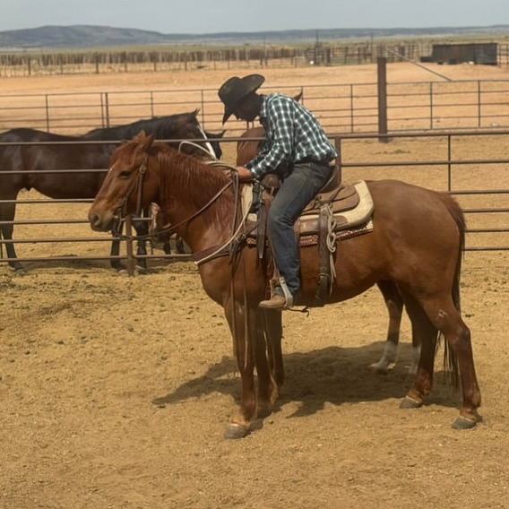 K4 Ranches - Halter breaking, colt starting: these are the... | Facebook