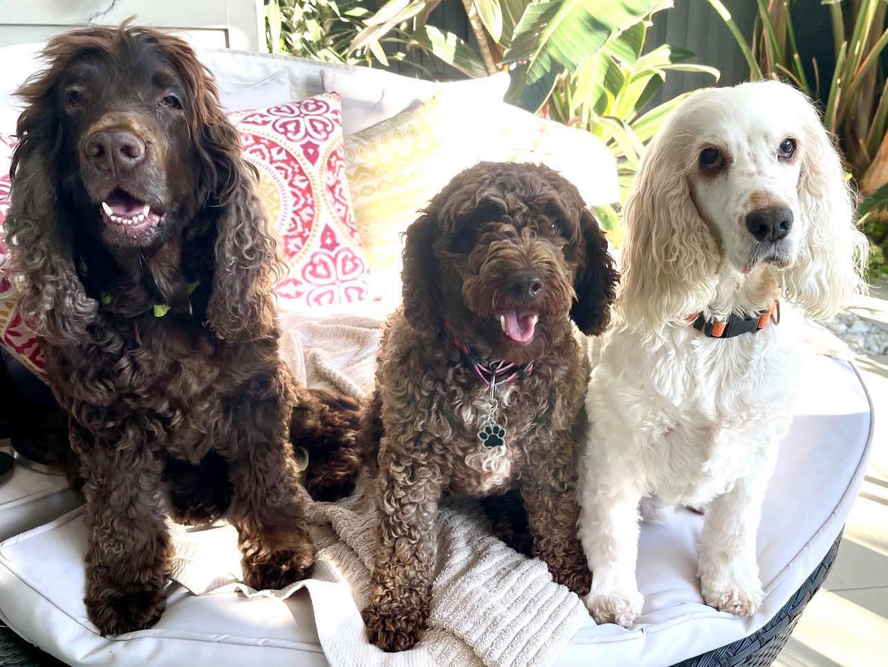 Cocker Spaniel Rescue QLD inc