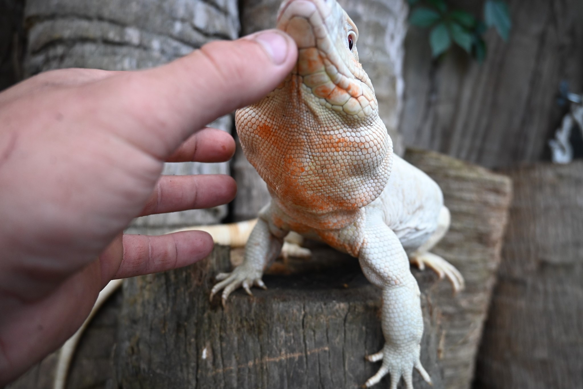 Jesse's Jungle - Blue ice hybrid albino tegu looking...