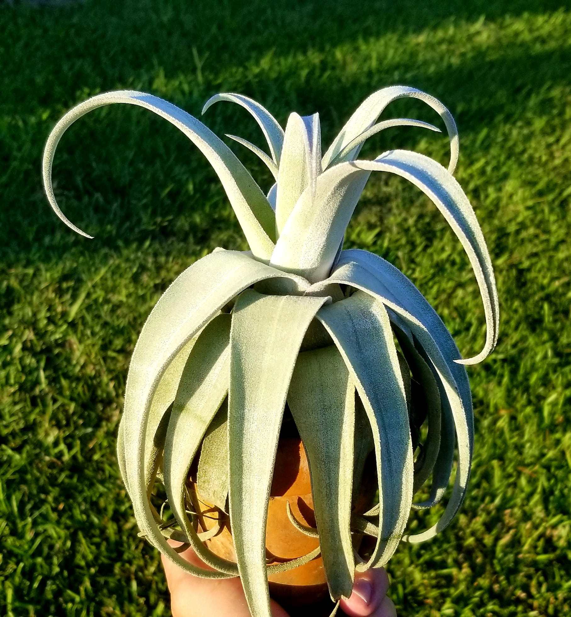 Tillandsia 'The Great White' - T.caput-medusae Sonoran Snow x T