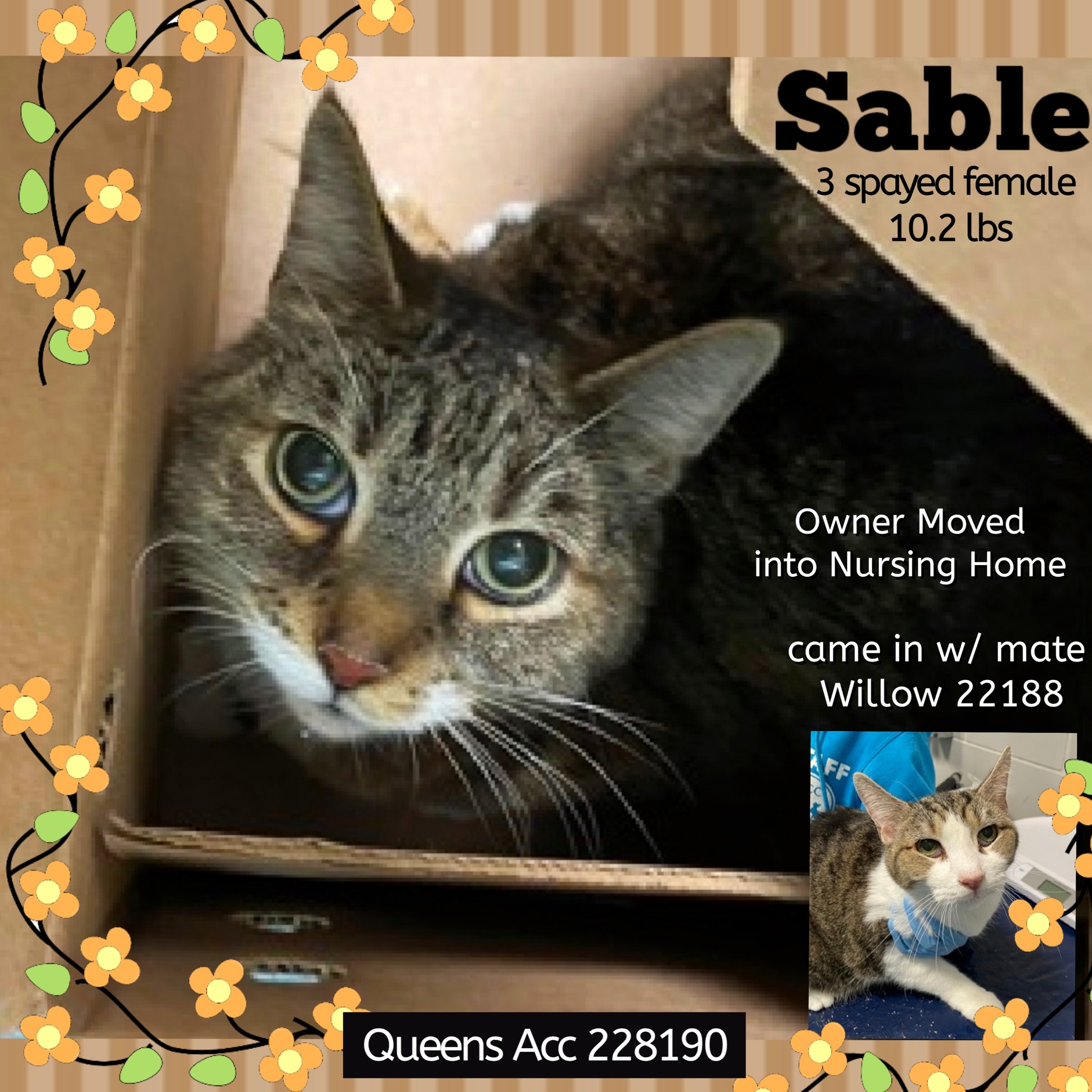 Must - *** IN ACC FOSTER PROGRAM - 06/17/2025 - SOLO... :( - AVAILABLE ...