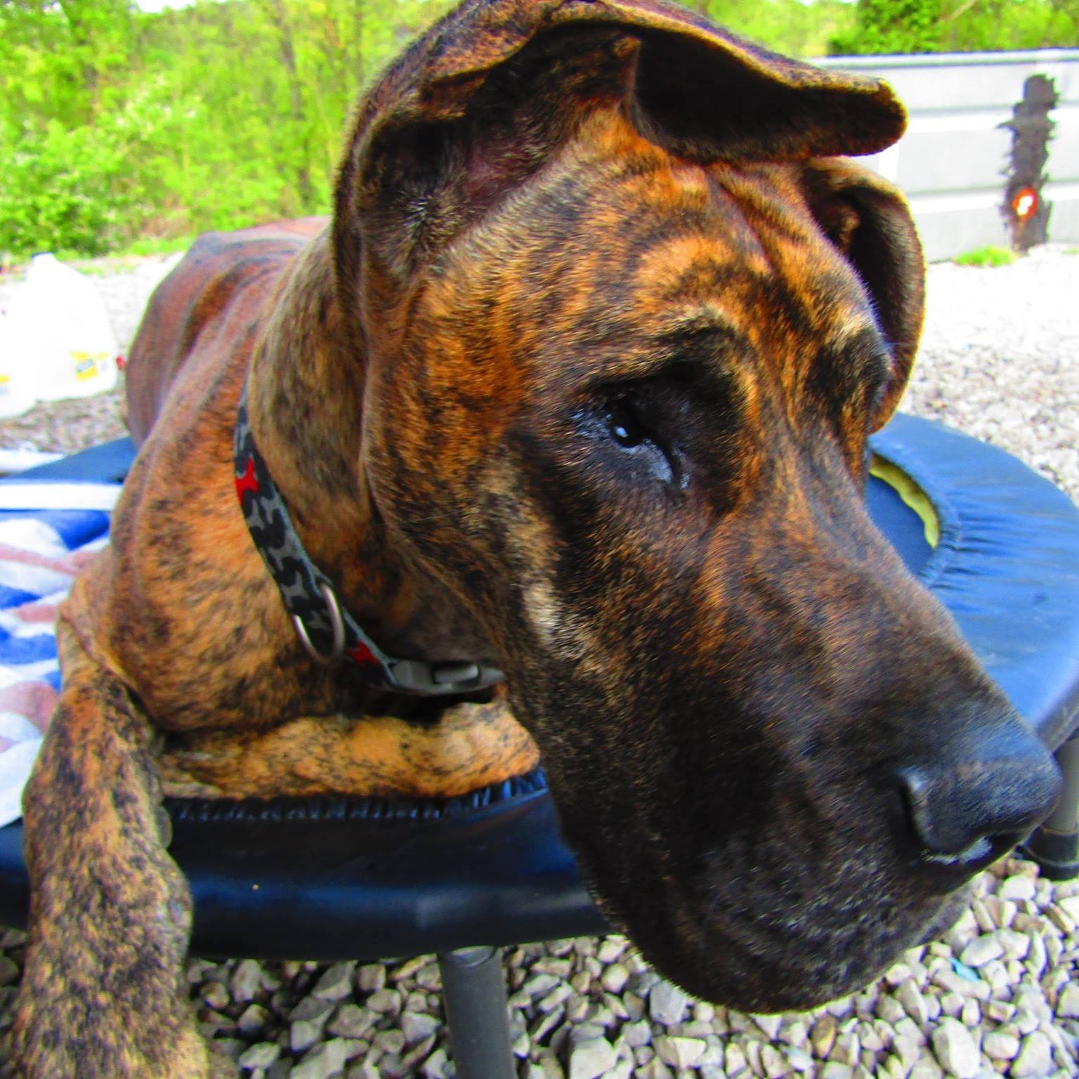 Brittany, The Blind Great Dane