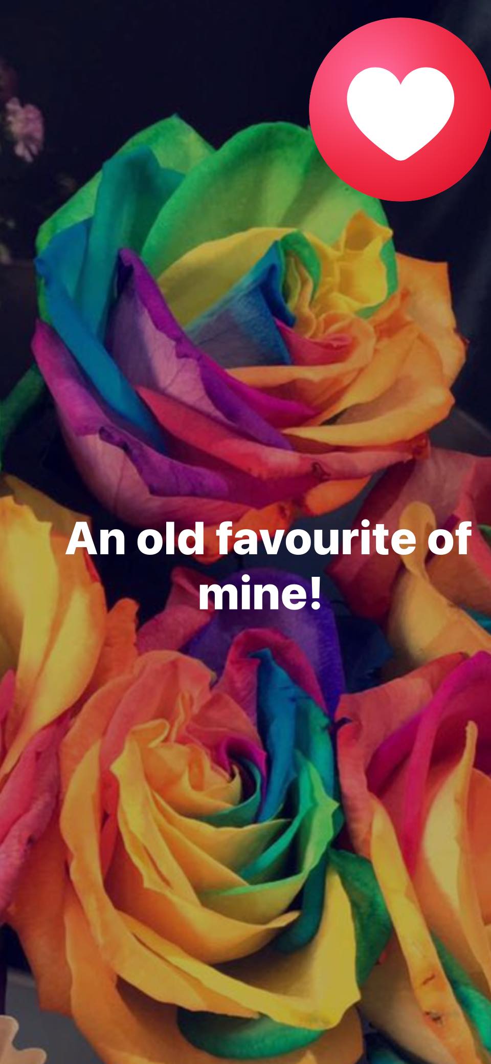 Nua - ️An announcement not to be missed! ️ Rainbow roses have just ...