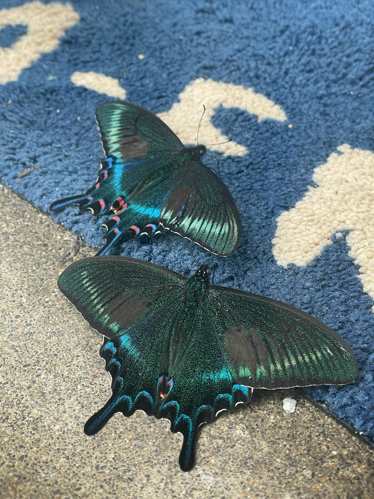 蝶の羽休め】 . ミヤマカラスアゲハが静かに羽を休めている姿に出会い