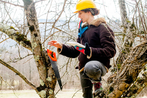 Clark Tree - How important is tree preservation and...
