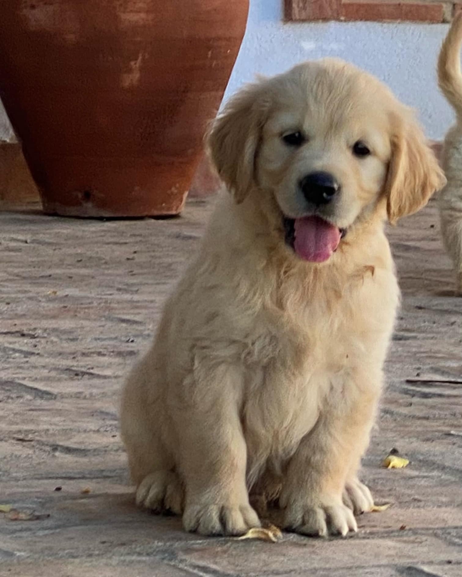 Kurtuba Golden Retriever Kurtuba Golden Retrievers Facebook