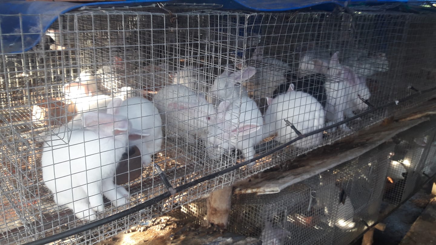 Layla's Rabbitry | Bulacan