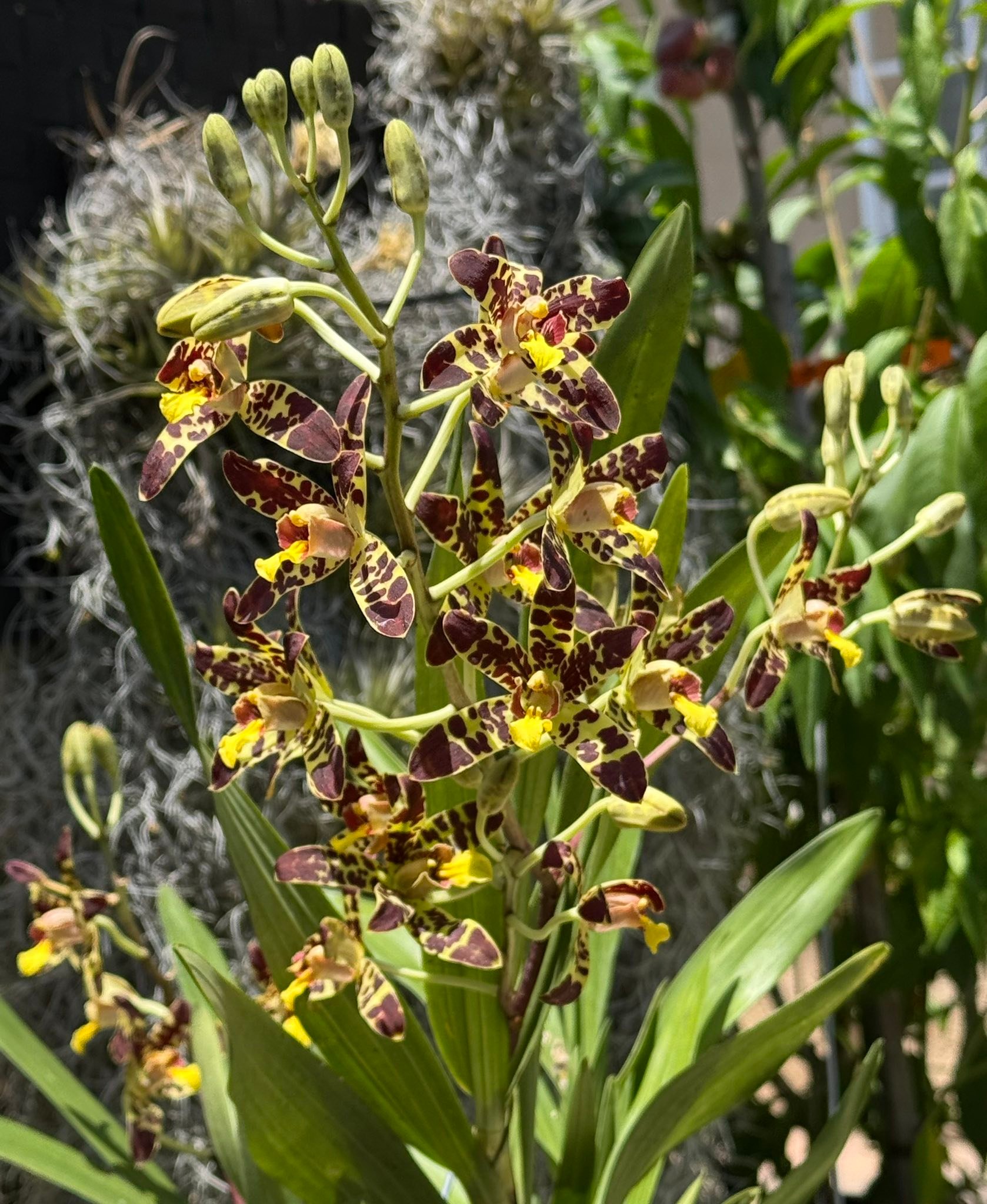 Ansellia africana orchid hybrid