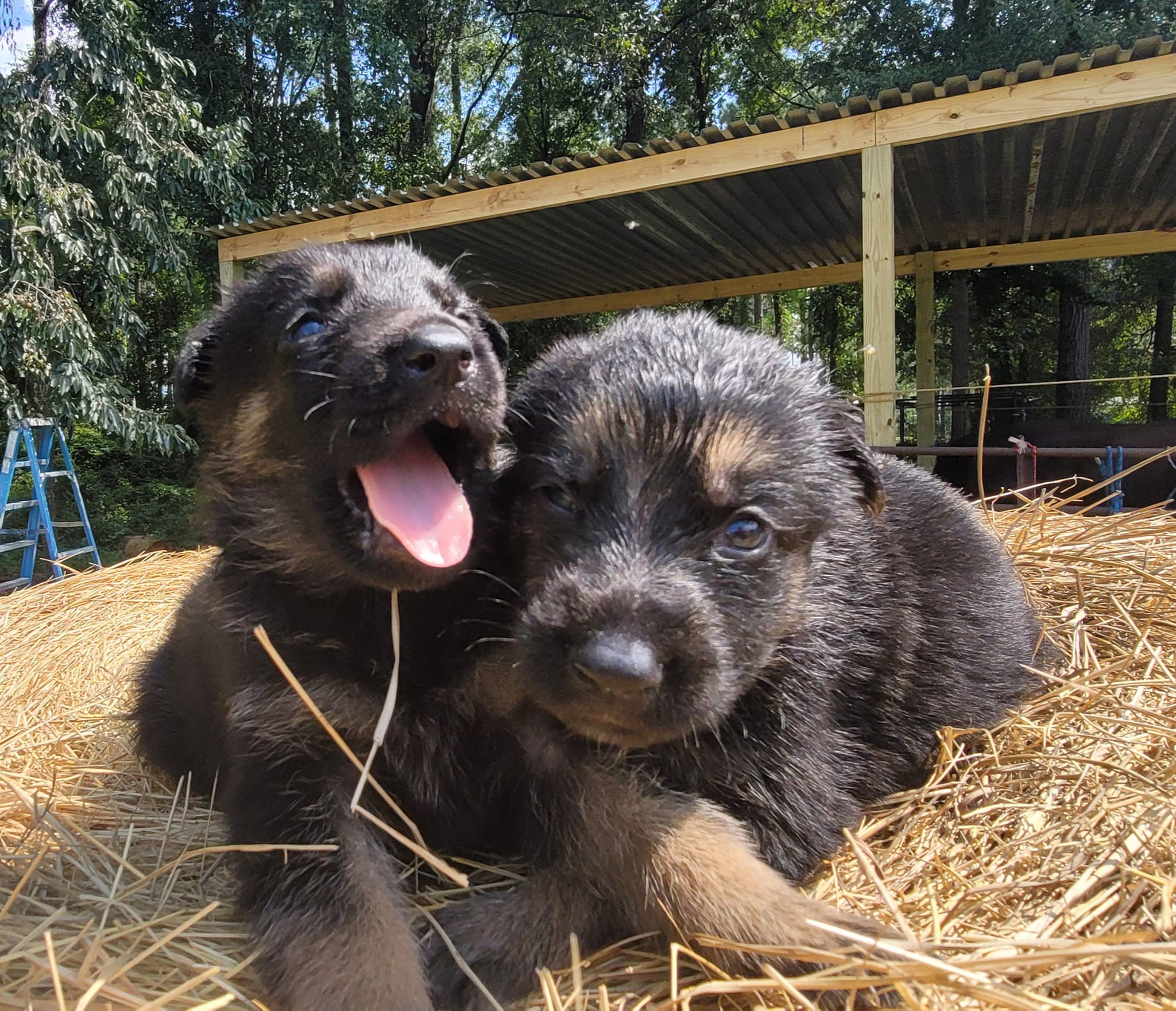 MAC Ranch German Shepherds