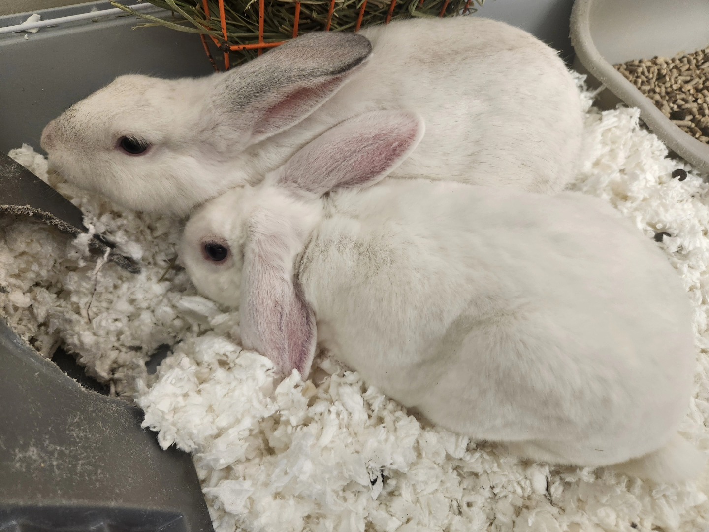 Meet Milk & Sugar. They are a bonded... - Reno Rabbit Rescue | Facebook