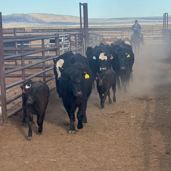 K4 Ranches - K4 Ranches added a new photo — in Seligman, AZ.