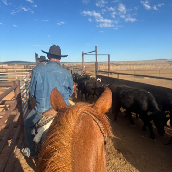 K4 Ranches - K4 Ranches added a new photo — in Seligman, AZ.