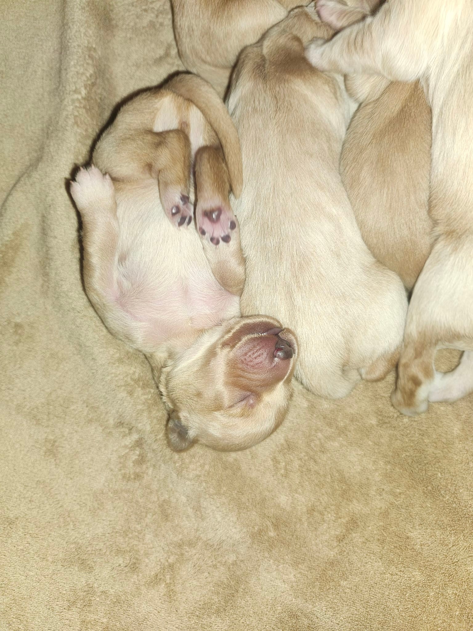 Hampton Goldens | Hampton NB