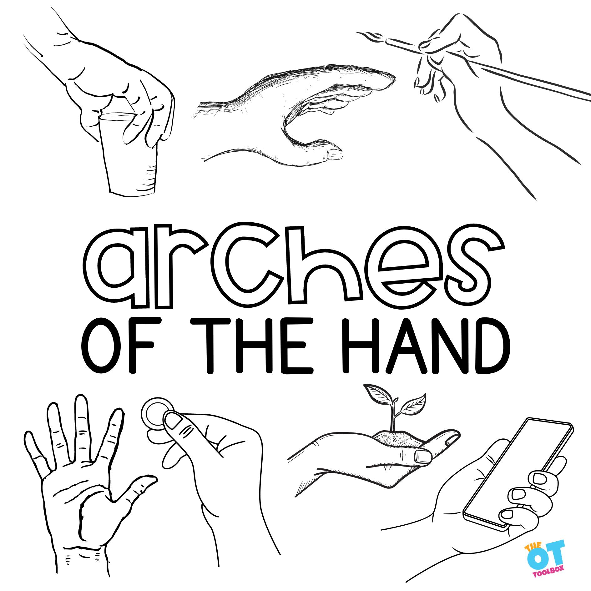 Fine - Hand arches refer to the curved surfaces of the palm of the hand ...