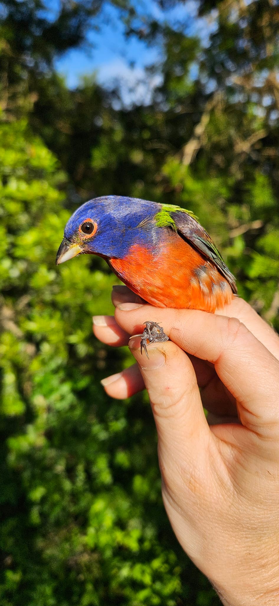 Sullivan's Island Bird Banding Station