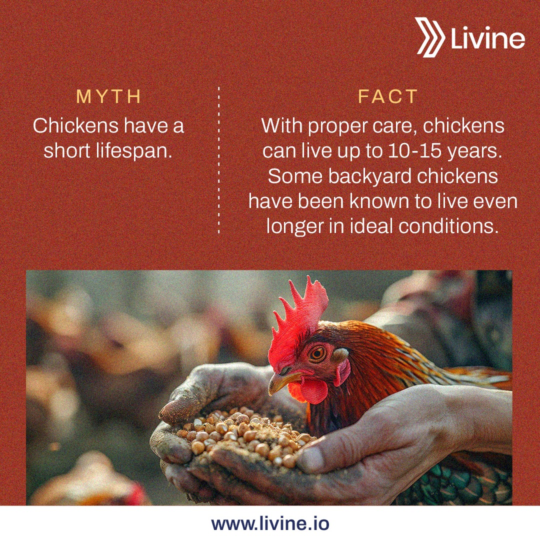 Did you know that chickens can... - Livine Poultry Software | Facebook