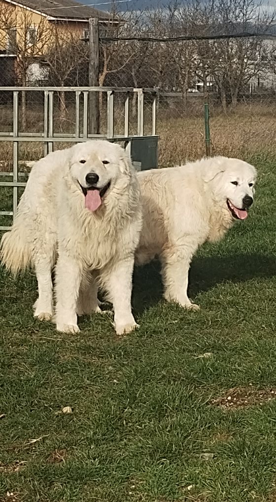 Allevamento di Casa Langella - Cane da Pastore Maremmano Abruzzese ...