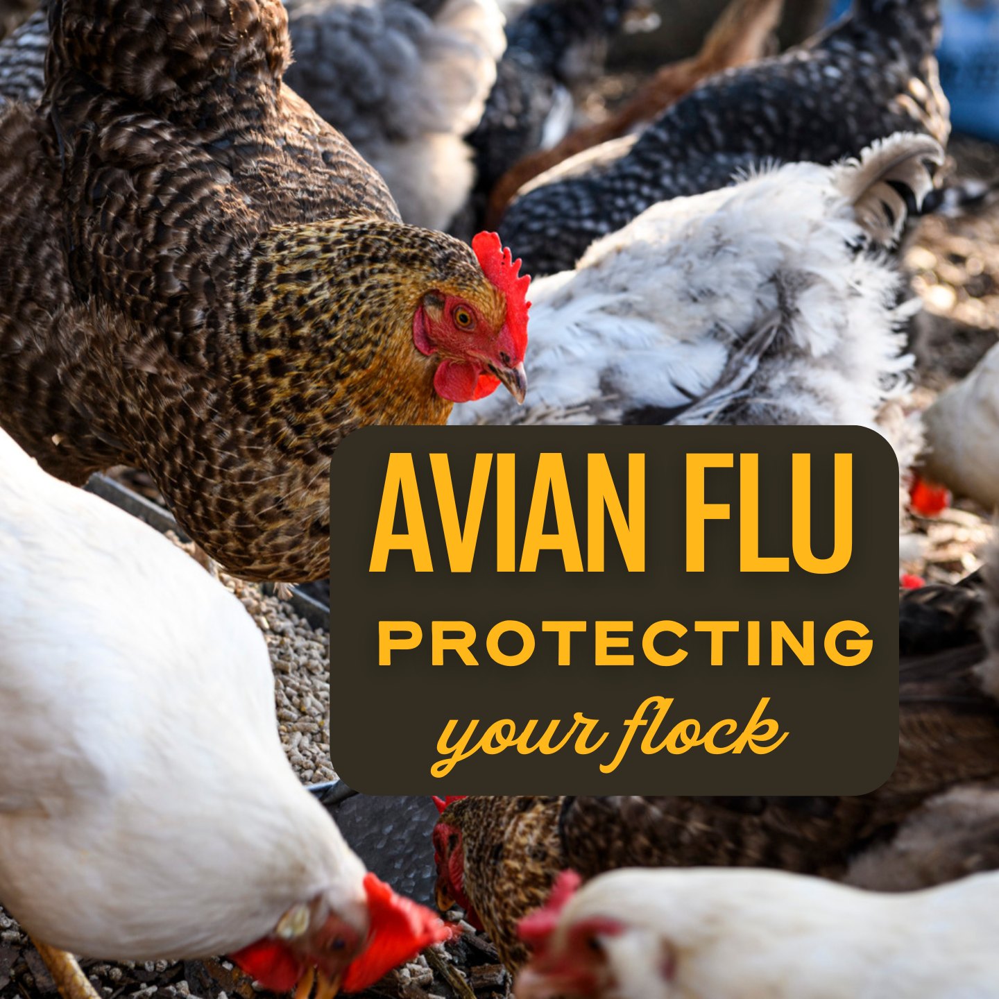 🐔 Avian Flu & Your Flock: What... - Scratch and Peck Feeds | Facebook