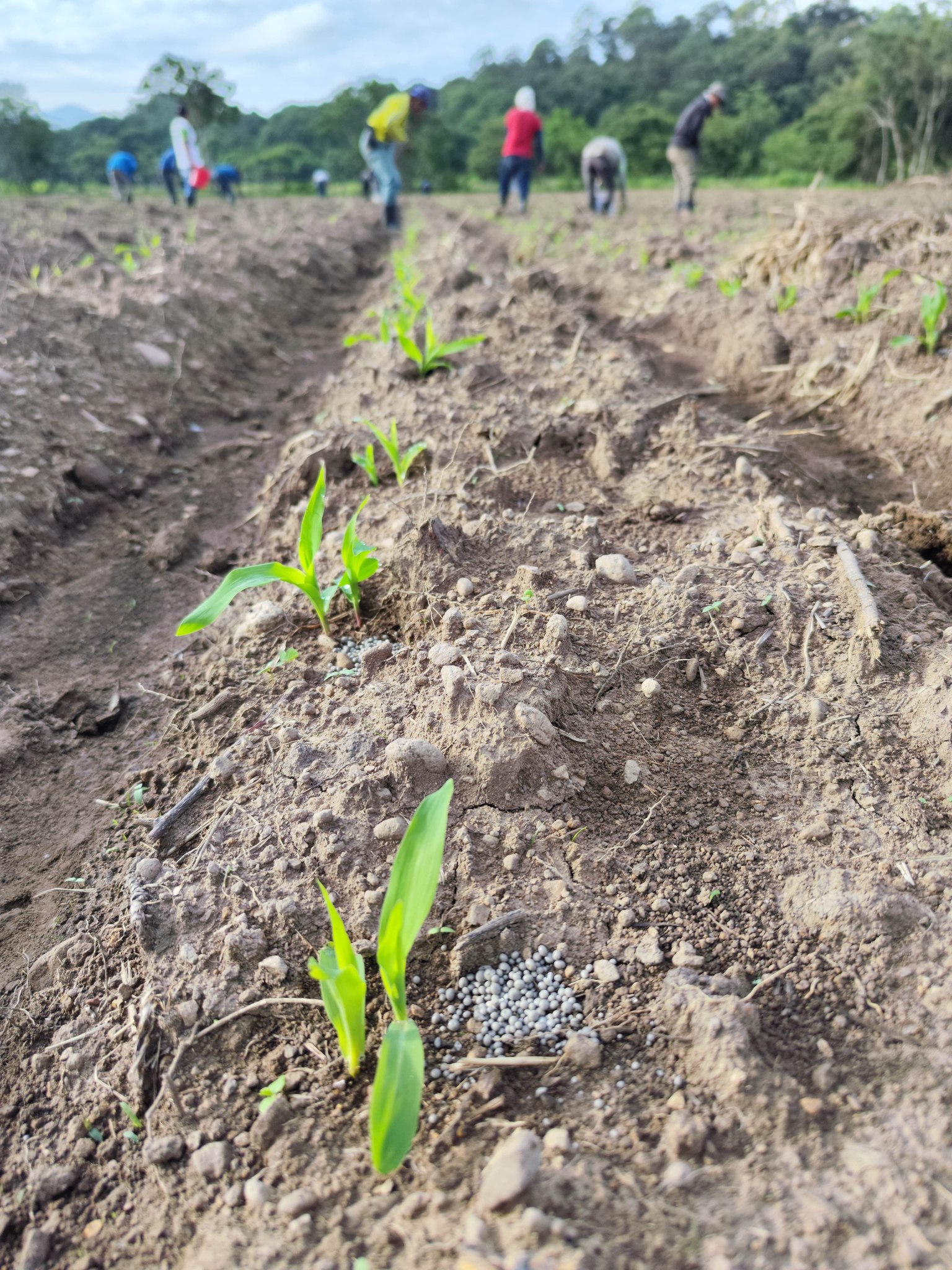Yara Guatemala - 🤔 Sabías que la Solución Nutricional...