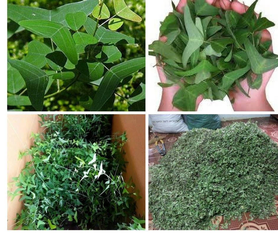 Daun Rerama Platinum
