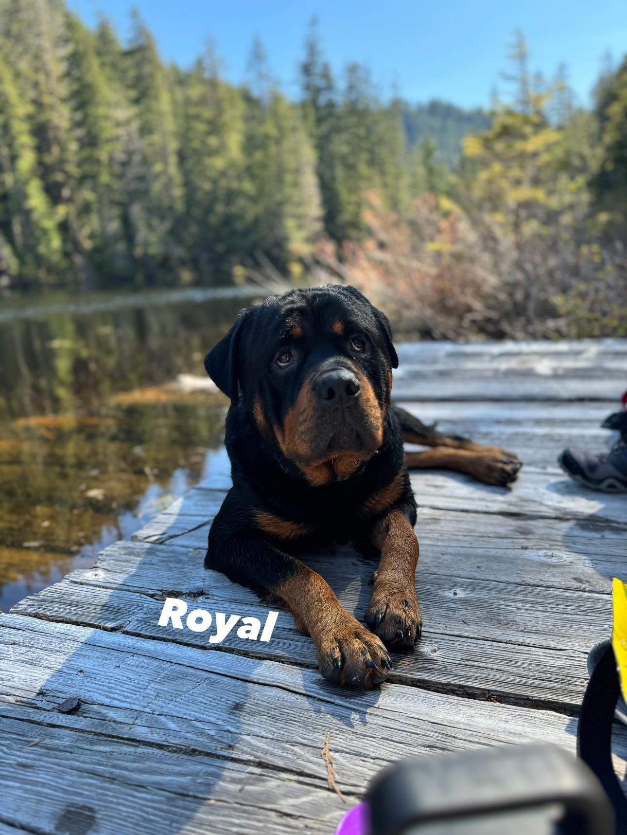 Juggernaut Rottweilers