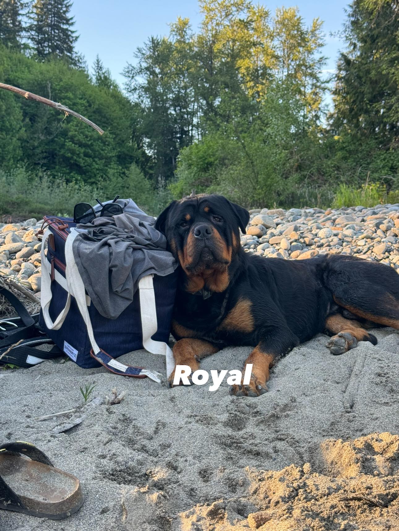 Juggernaut Rottweilers