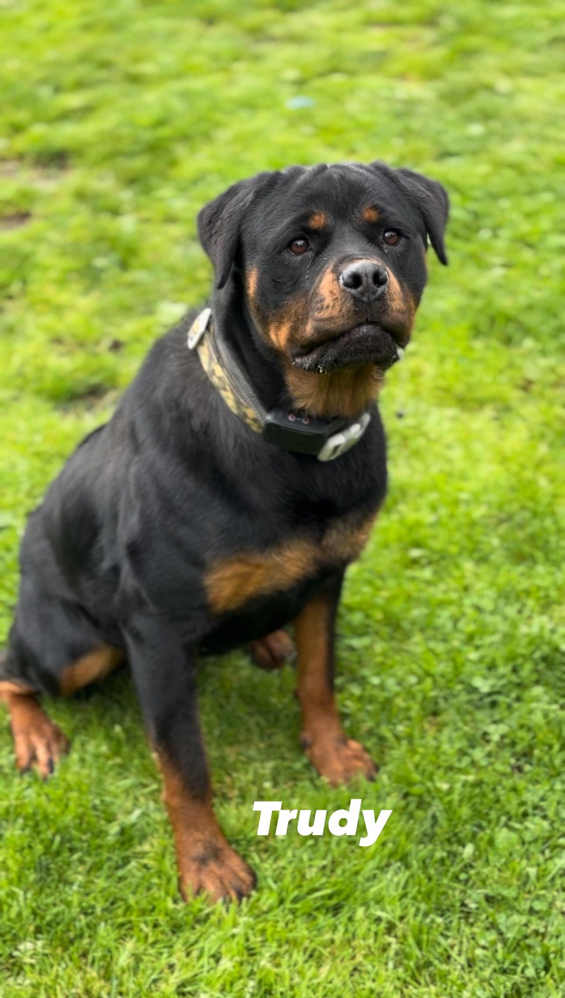 Juggernaut Rottweilers