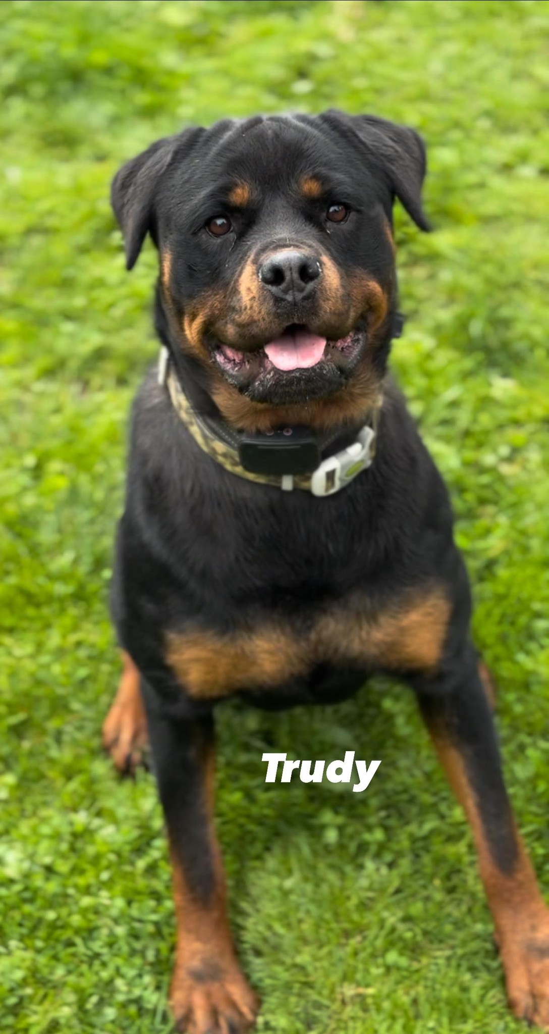 Juggernaut Rottweilers