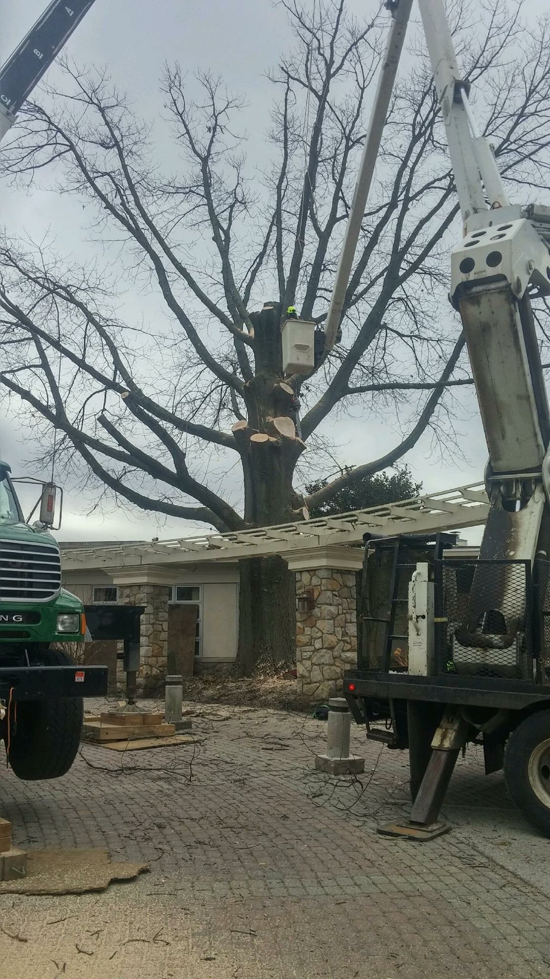 Riggs Tree Service, LLC. | Bryn Mawr PA