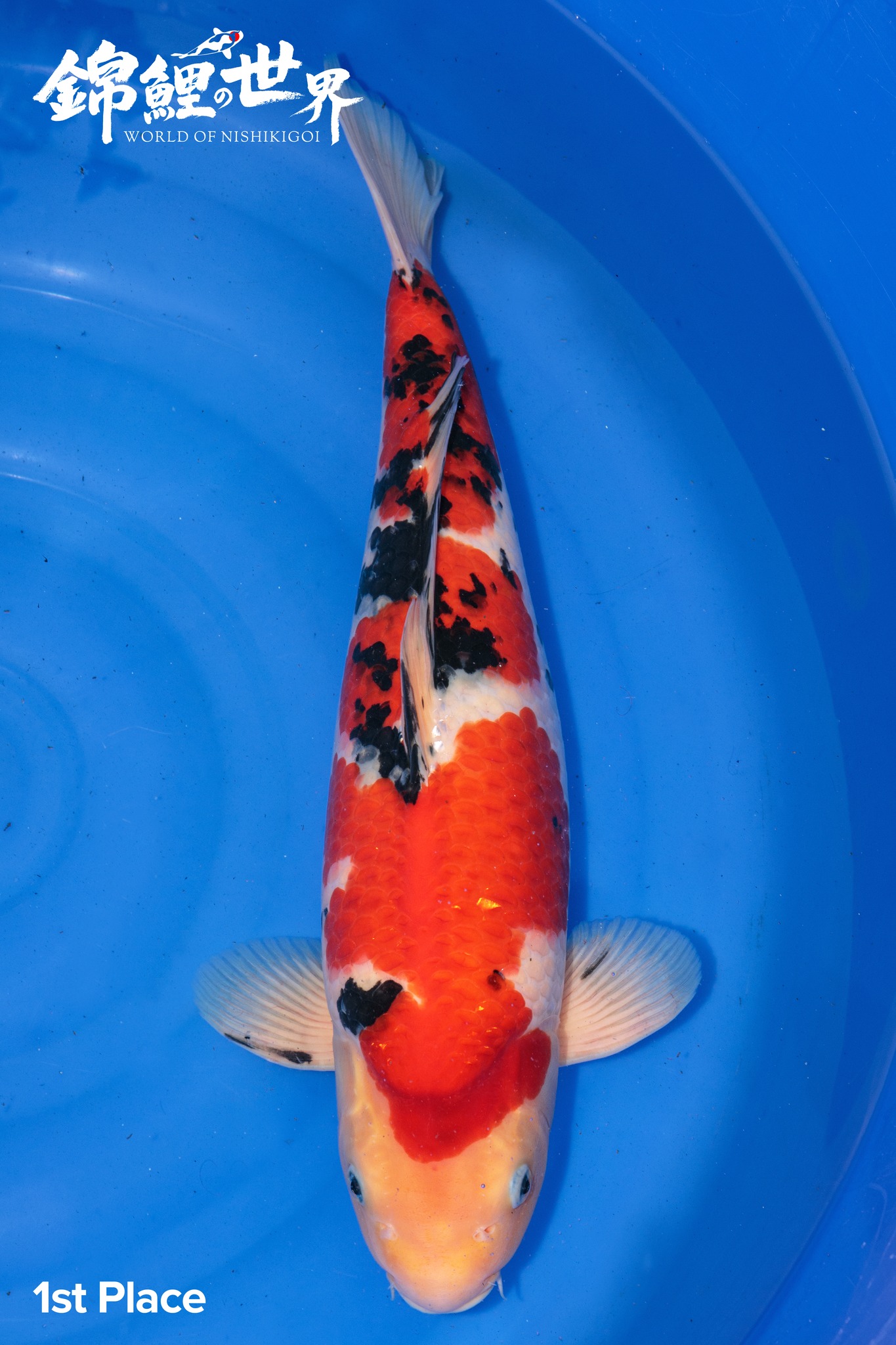 Curated visual reference: Picture Idea: Supreme Koi