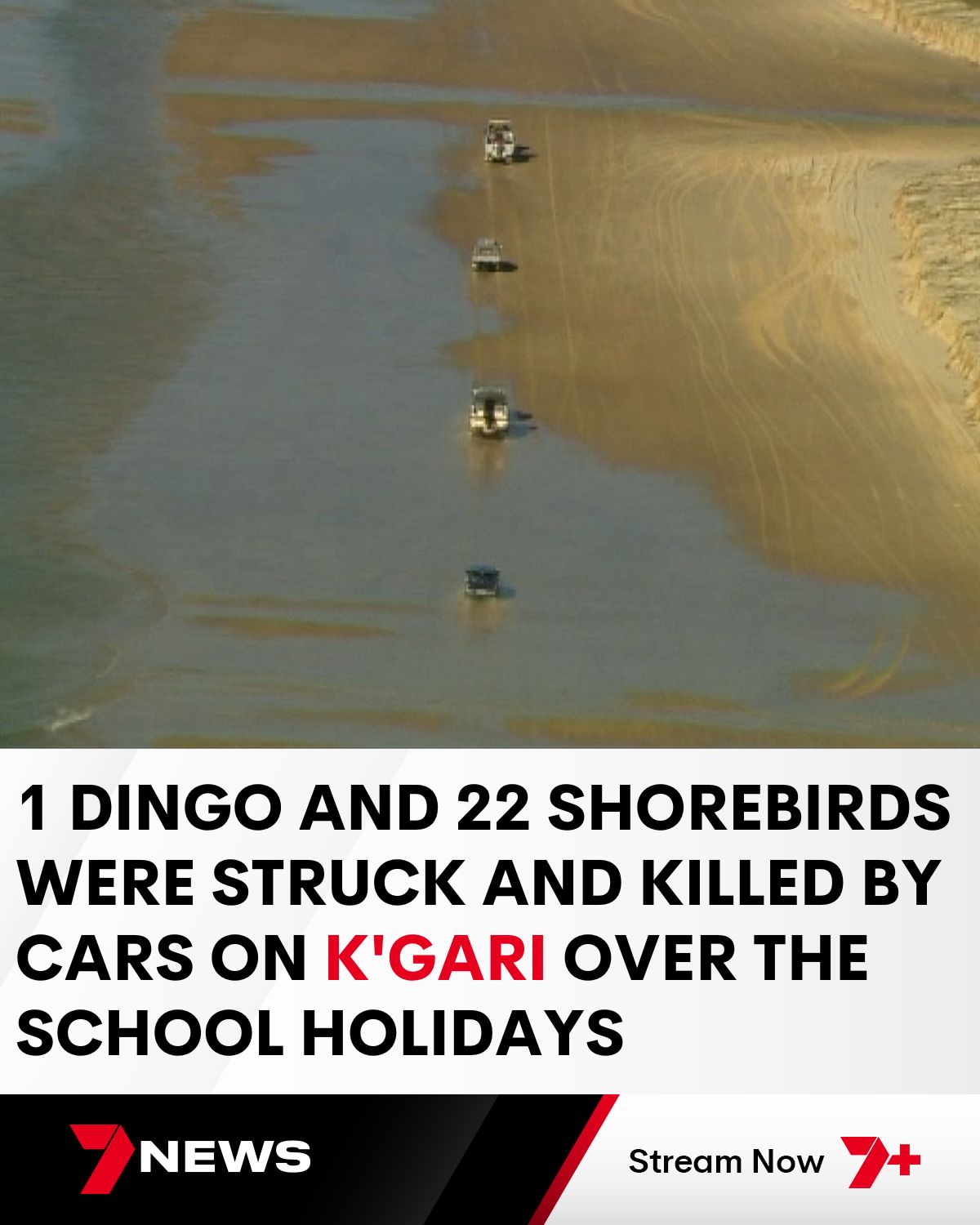 7NEWS - K'gari rangers have condemned the dangerous behaviour of some ...