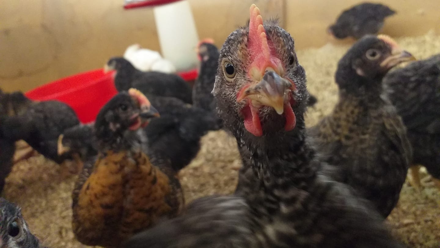 Amampondo poultry farm | Libode