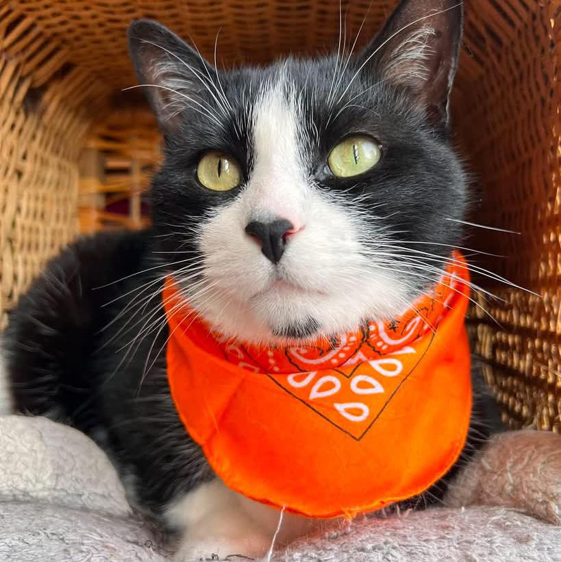 Empty bowl in record time! 😹 #asmr #treats #catlife #dji | Quinn the ...
