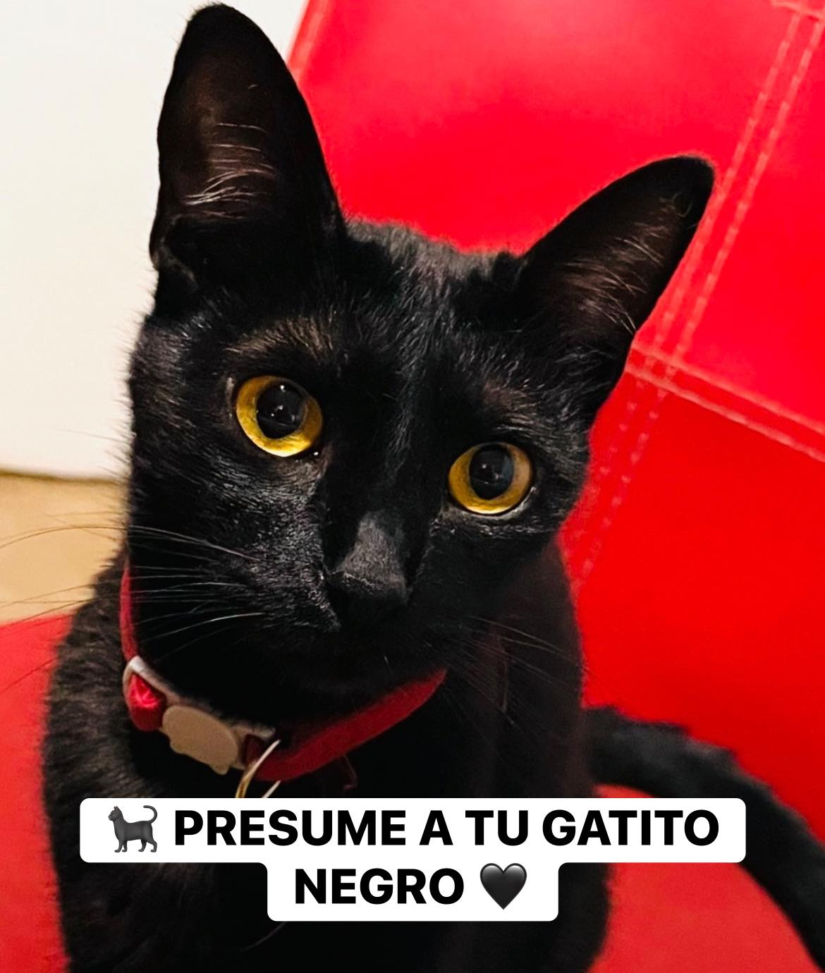 🐈‍⬛ ¡Novedad Mística! Figura Gato Guardián Gótico 💀 ¡Atención