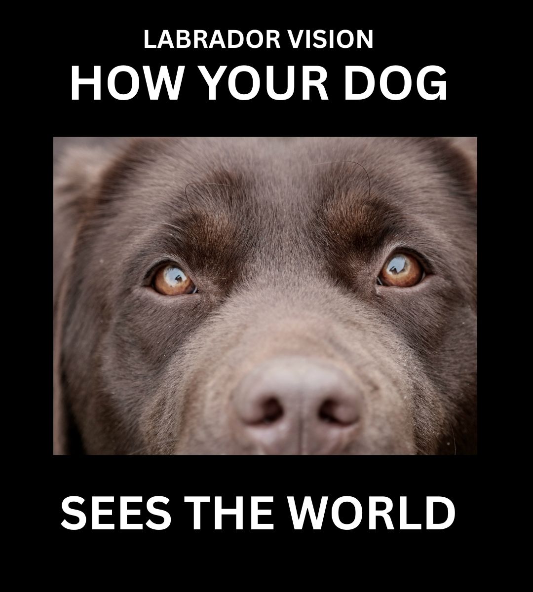 The Labrador - Wouldn’t it be fascinating to see the world through your ...
