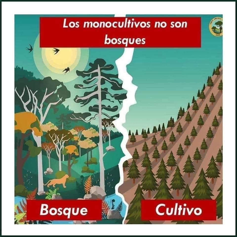 Pachaca - “Muchos pinos plantados no son un bosque, son una plantación ...
