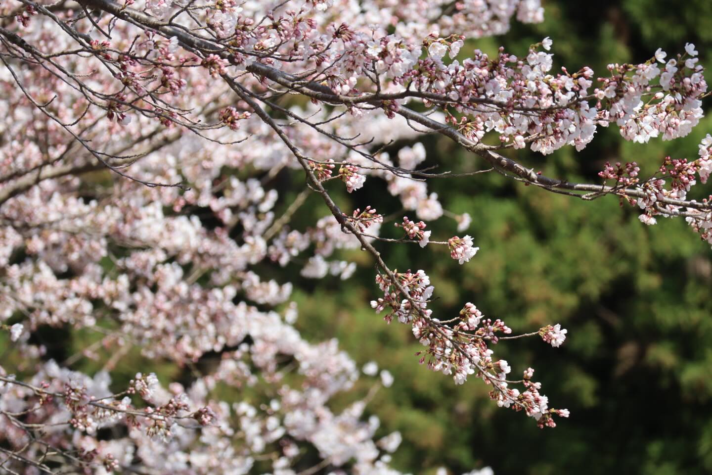 もく遊りん - 昨年の桜は4月10日頃に満開になりました🌸 もく遊りんではテイクアウトされたお客さまにはレジャーシートを貸出しております 近く ...