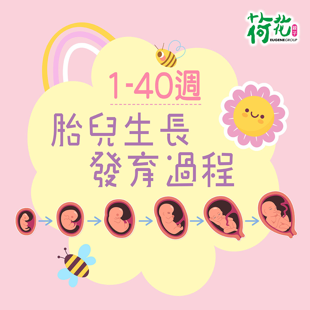 荷花 EugeneBaby - 【#懷孕診療室】一文睇清1-40週胎兒生長發育過程👶🏻...