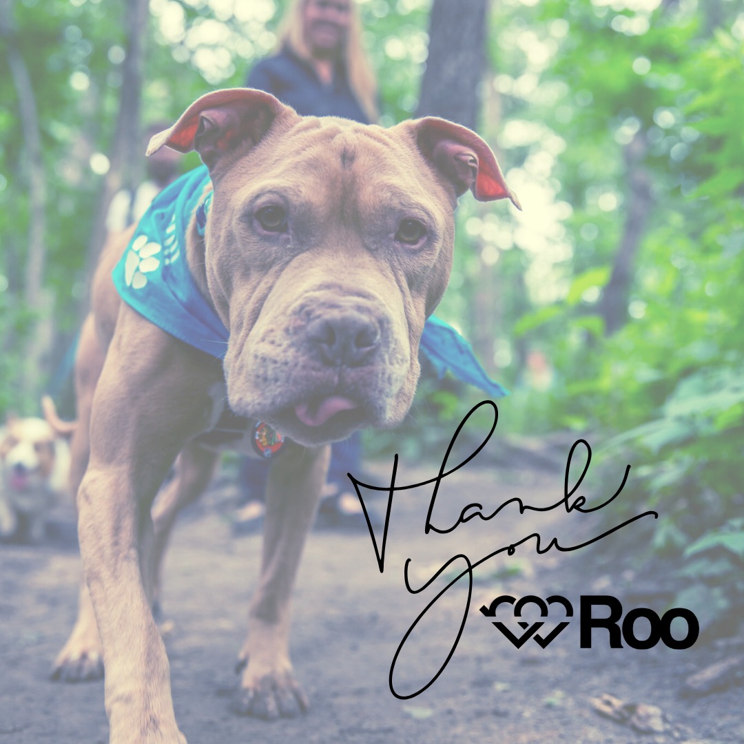 Live Like Roo Foundation | Arlington Heights IL