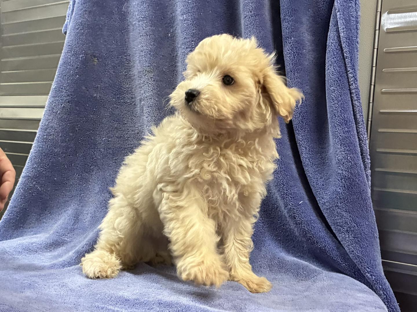 BOTH ADOPTED‼️ 2 Adorable male Maltipoos. Born 4/28/26. We are