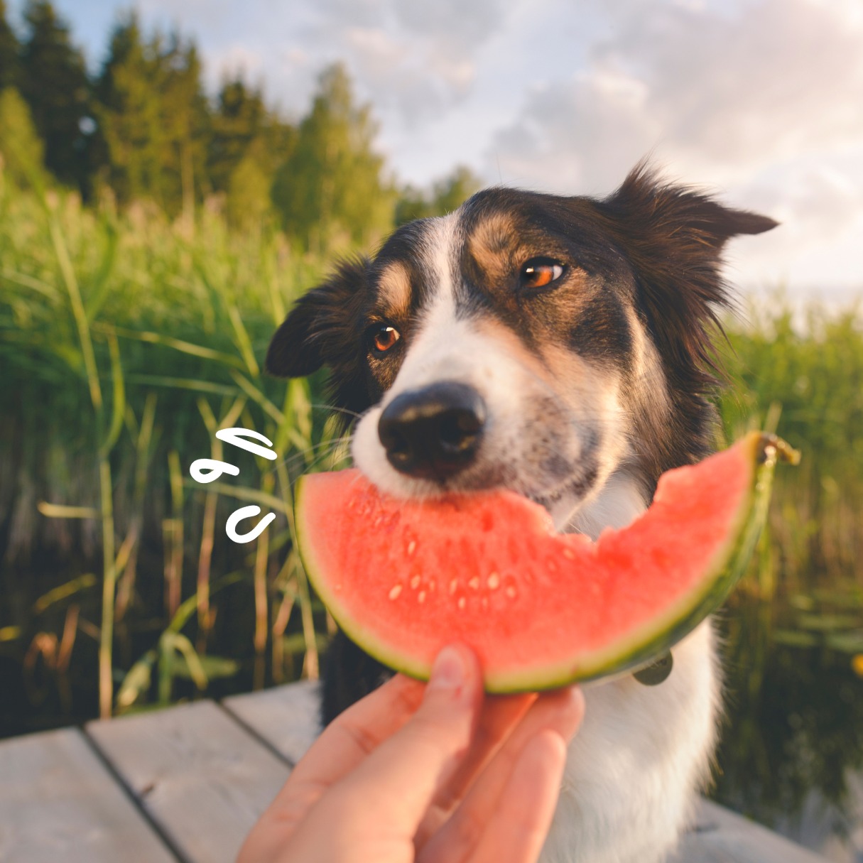 Petsonic France