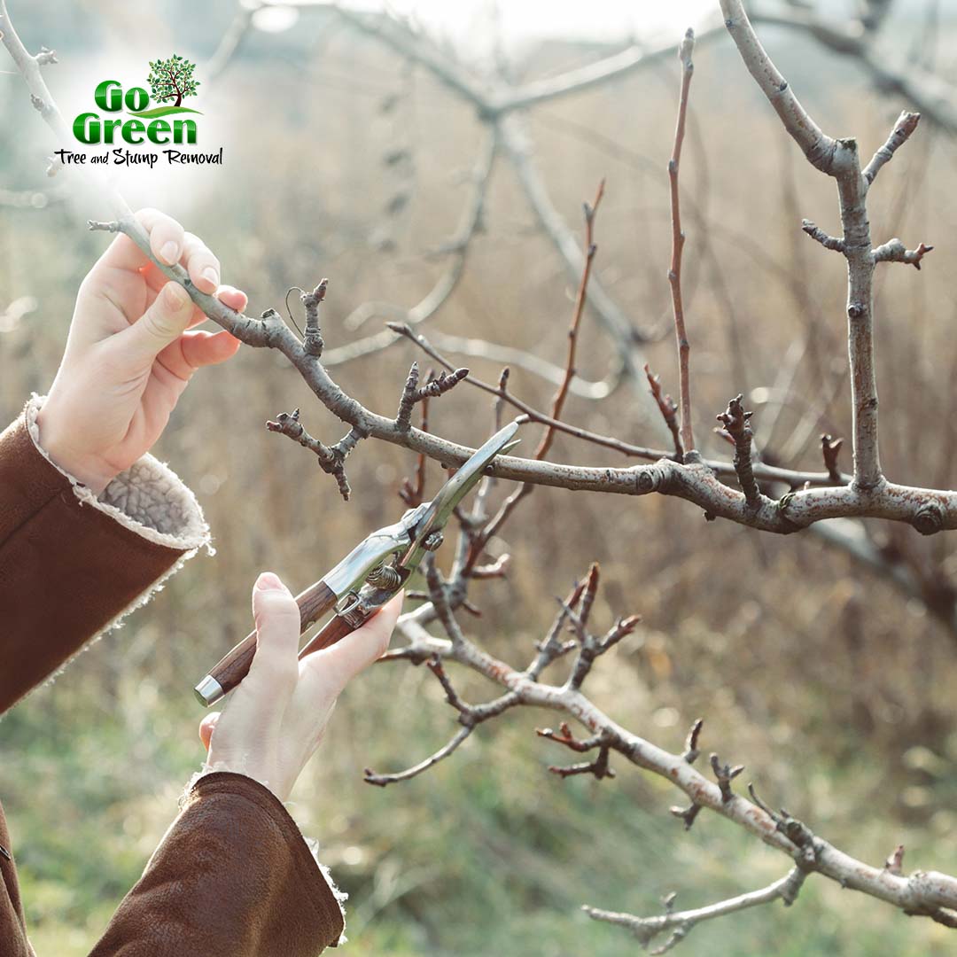 Go Green Tree and Stump Removal | Blue Springs MO
