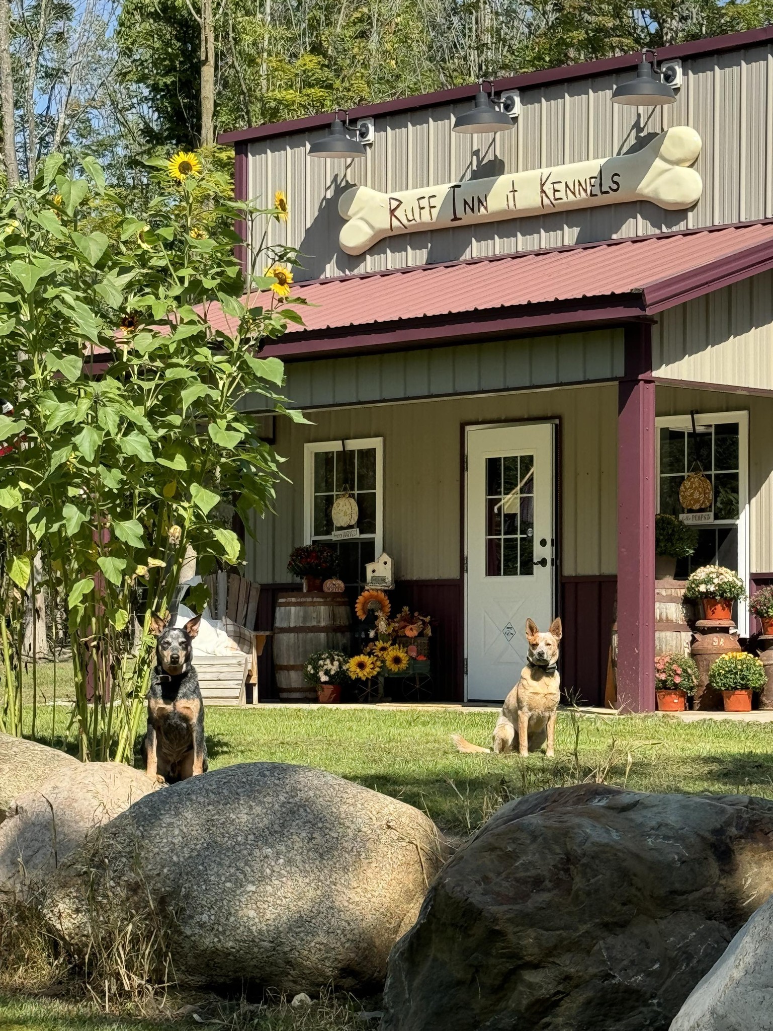 Ruff Inn it Kennels | Warsaw NY