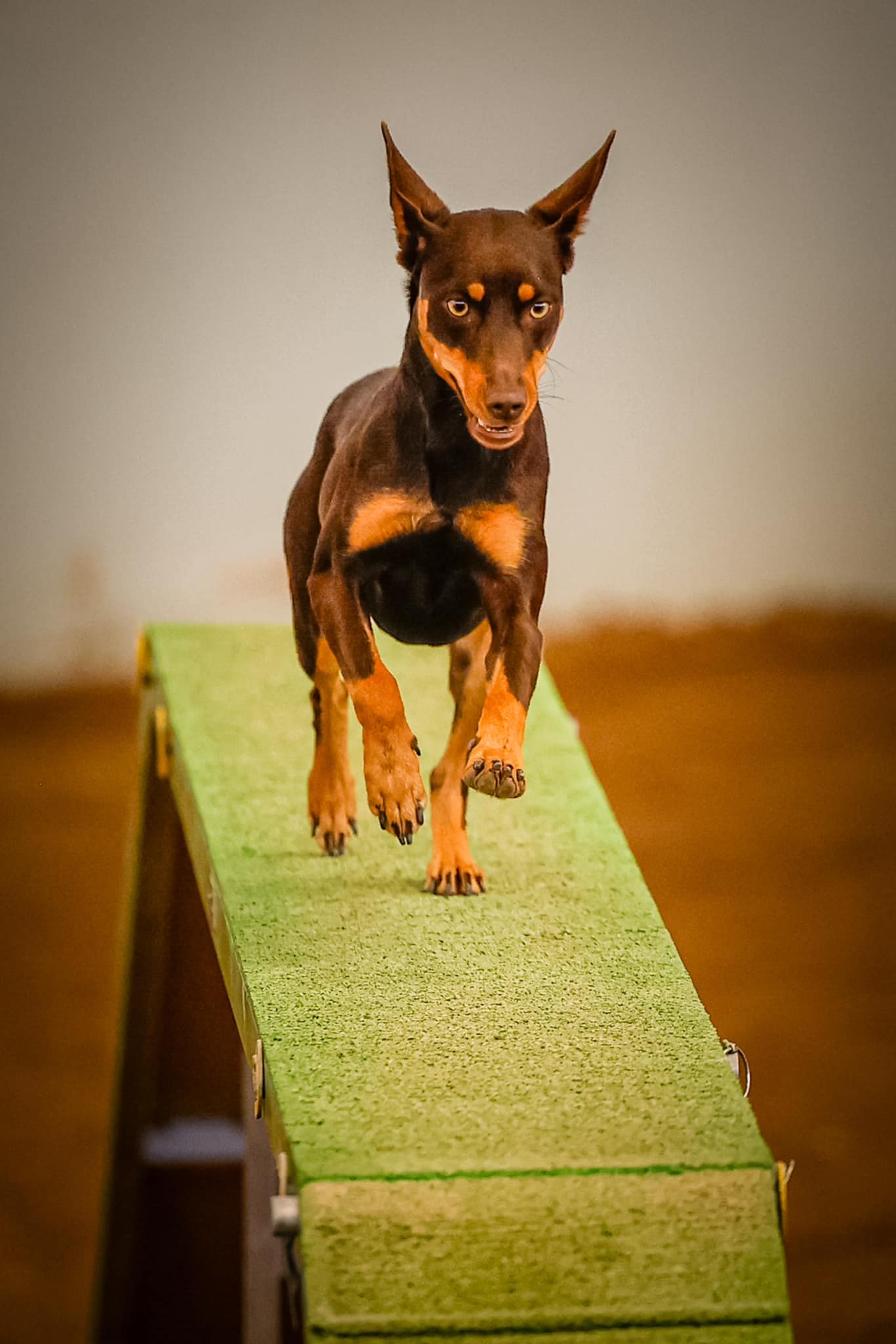 Agility Dog Association of Australia - ☀️ Welcome 2025 ☀️ and welcome ...