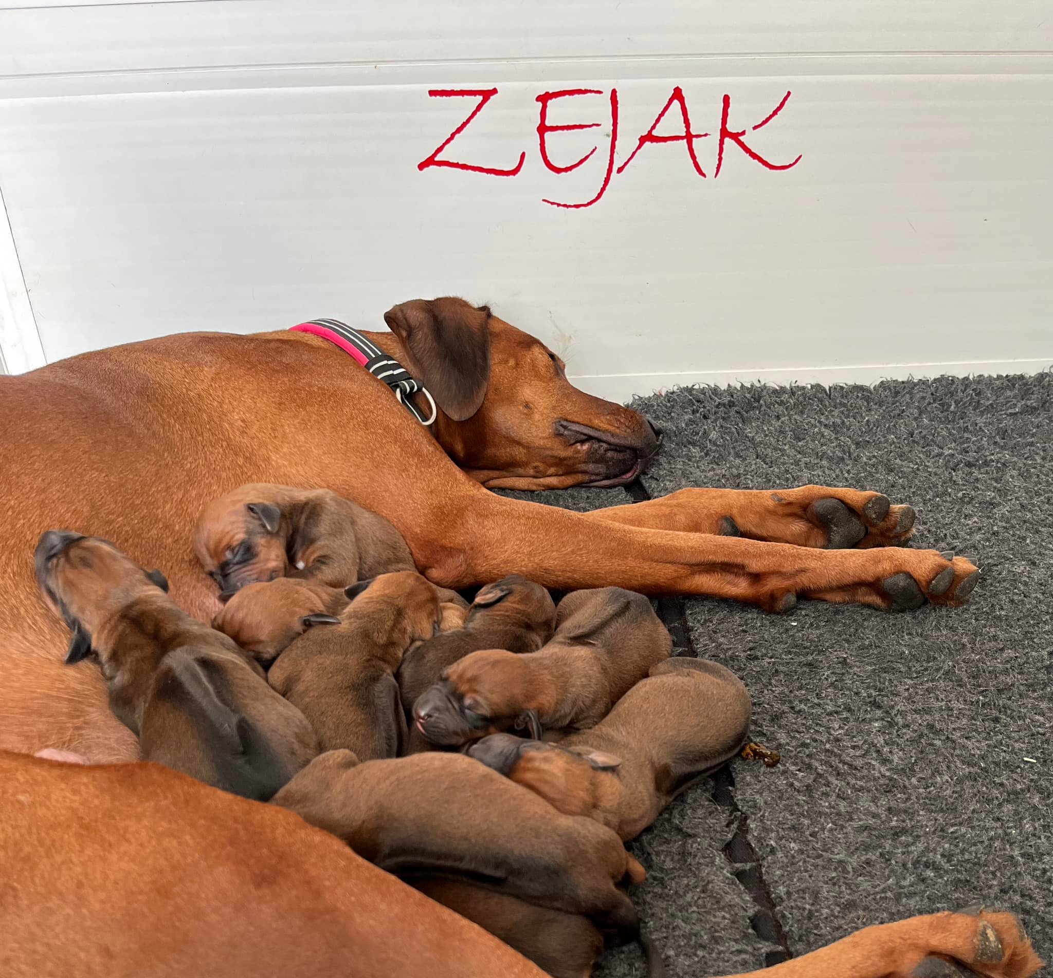 These are pups sired by our very own... - zejakridgebacks.co | Facebook