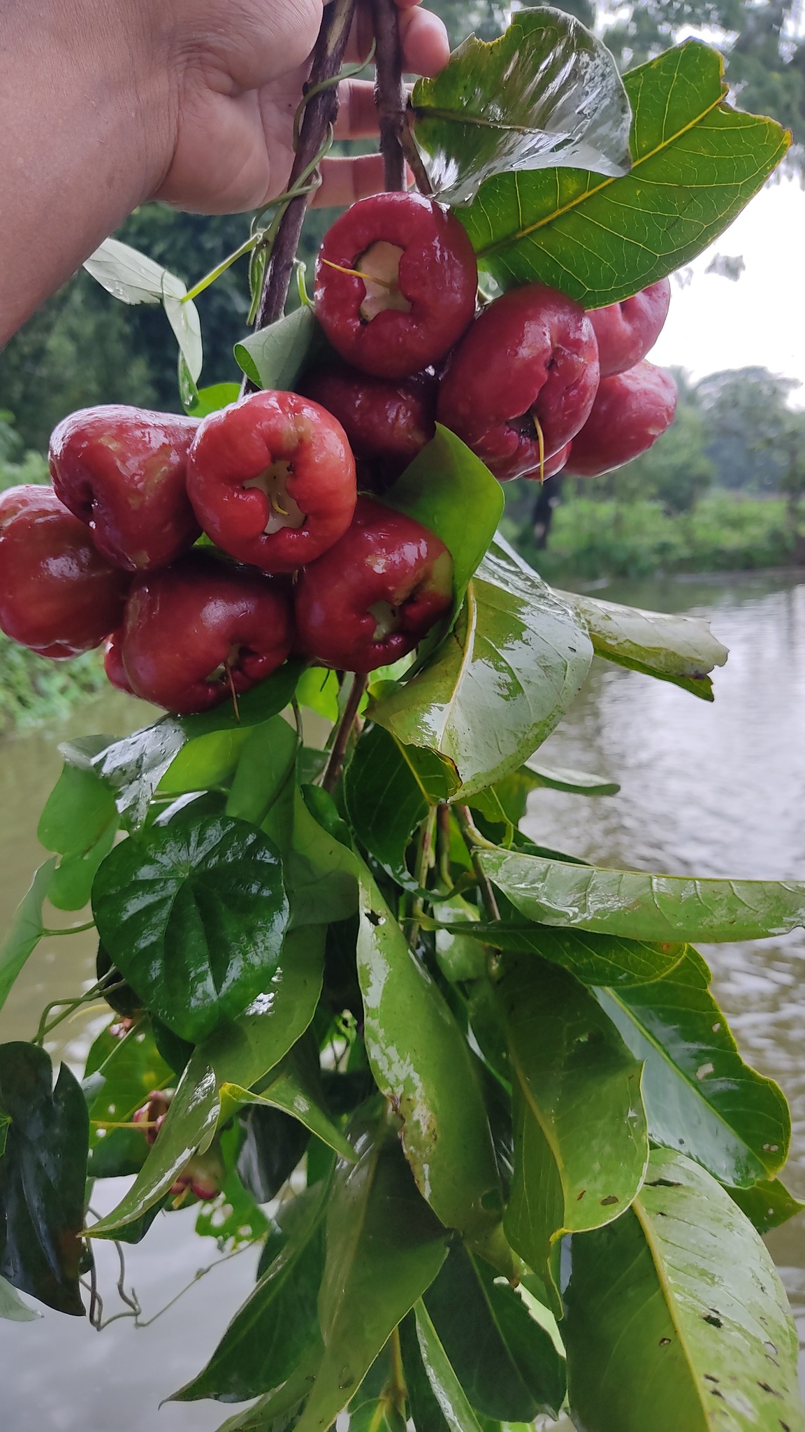 Nature with Rimon | Comilla
