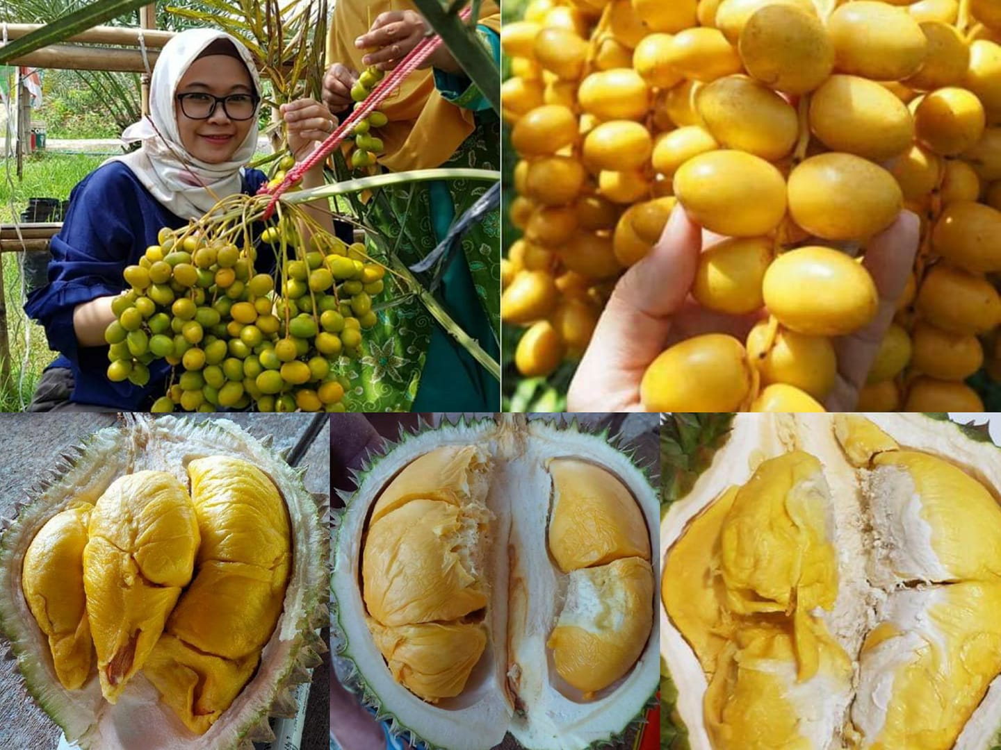 BERKEBUN DURIAN & KURMA | Facebook