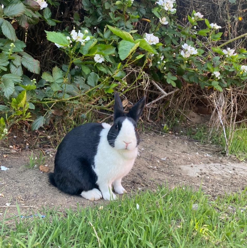 Dutch Meadows Rabbitry